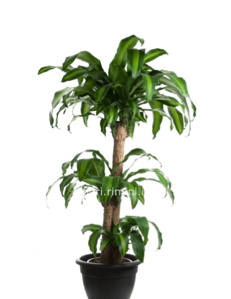 Pianta di Dracena Massangeana