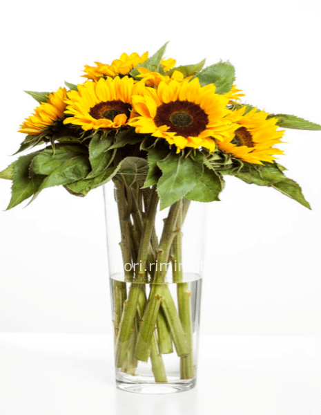 Boquet di 3 girasoli stelo lungo