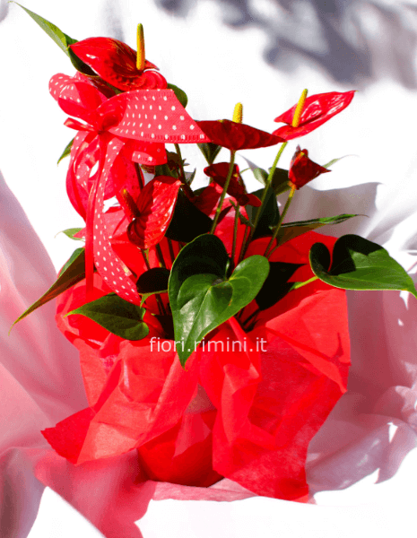 RED ANTHURIUM