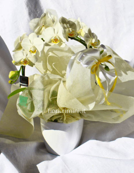 ORCHIDEA CIRCLE vaso 9