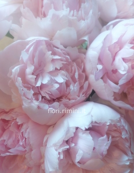 Bouquet Fantasie DI PEONIE