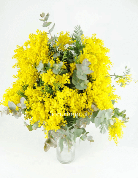 Bouquet mimosa normal