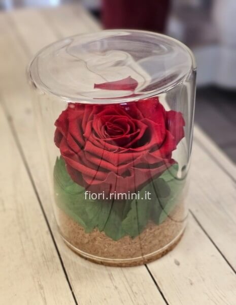 ROSA  ROSSA STABILIZZATA 