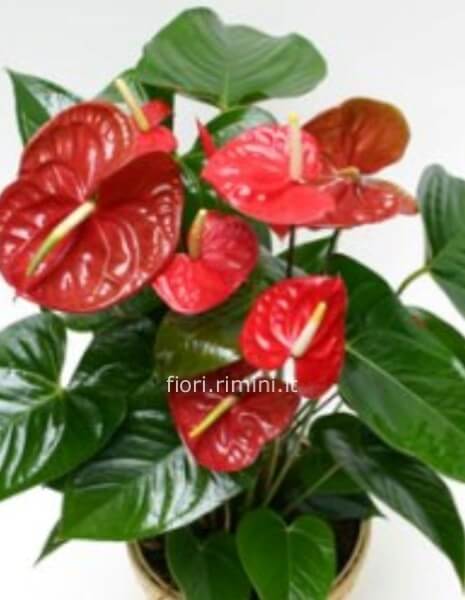 Pianta di anthurium