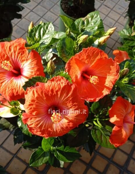 Pianta di hibiscus colori assortiti