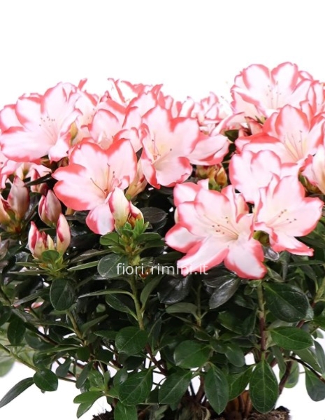 pianta di azalea
