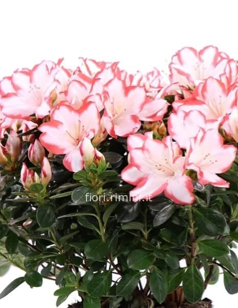 pianta di azalea
