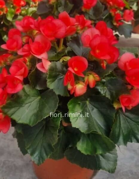 begonia vaso 14