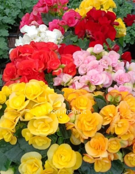 begonia